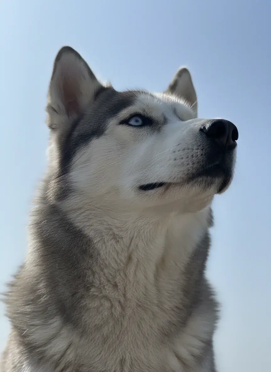 Nova, the photo